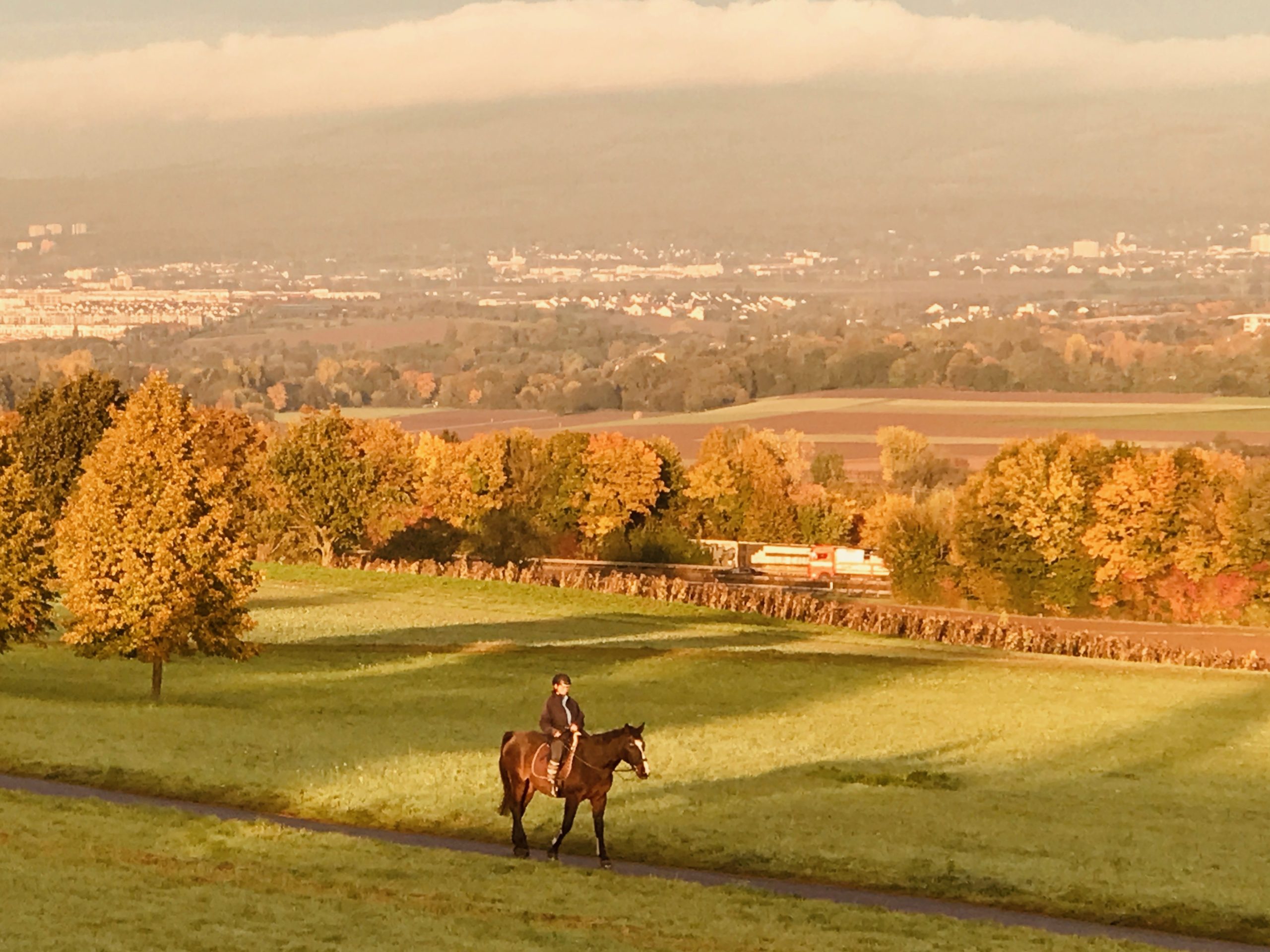 Horse in autumn